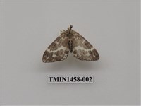 藏品(尺蠖蛾科)的圖片